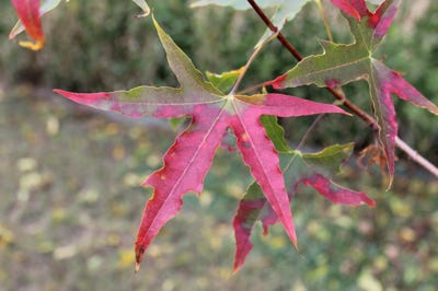 Acer truncatum 'Skinny Dragon' Shandong or Shantung maple. Skinny Dragon at Metro Maples.