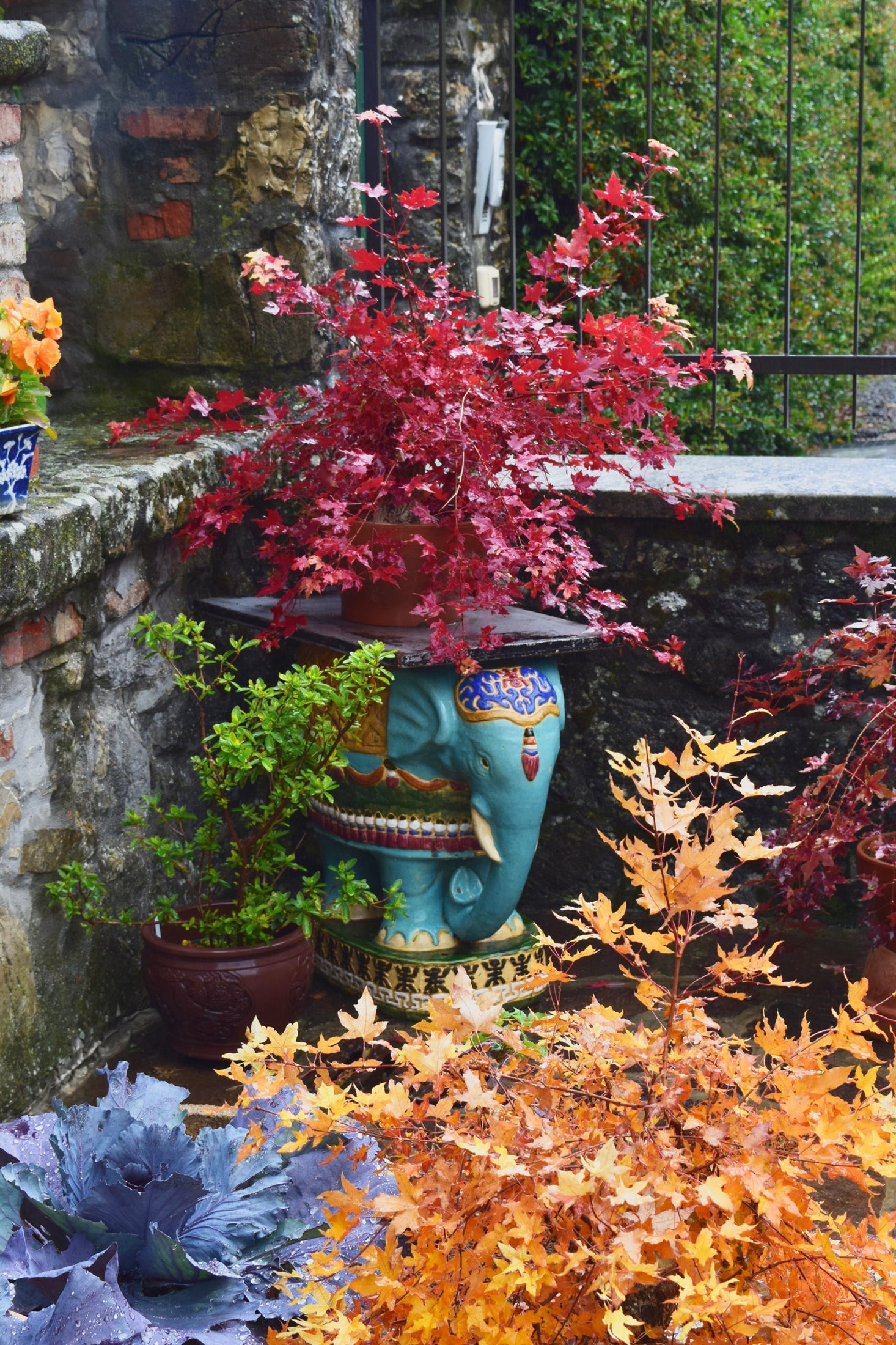 Acer truncatum dwarf Shantung or Shandong maple, bonsai, red fall color USA Italy Fire Dragon seedling patented