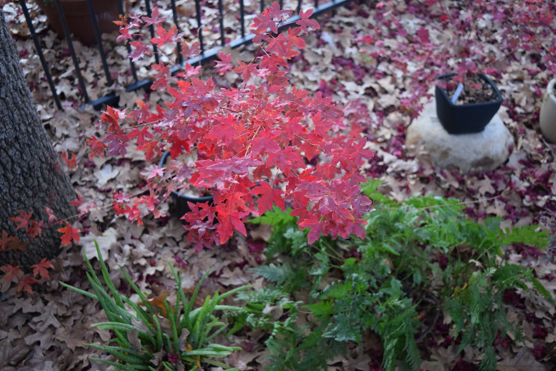 Acer truncatum White Dragon, Shantung maple dwarf with exceptional fall colors discovered at Metro Maples.