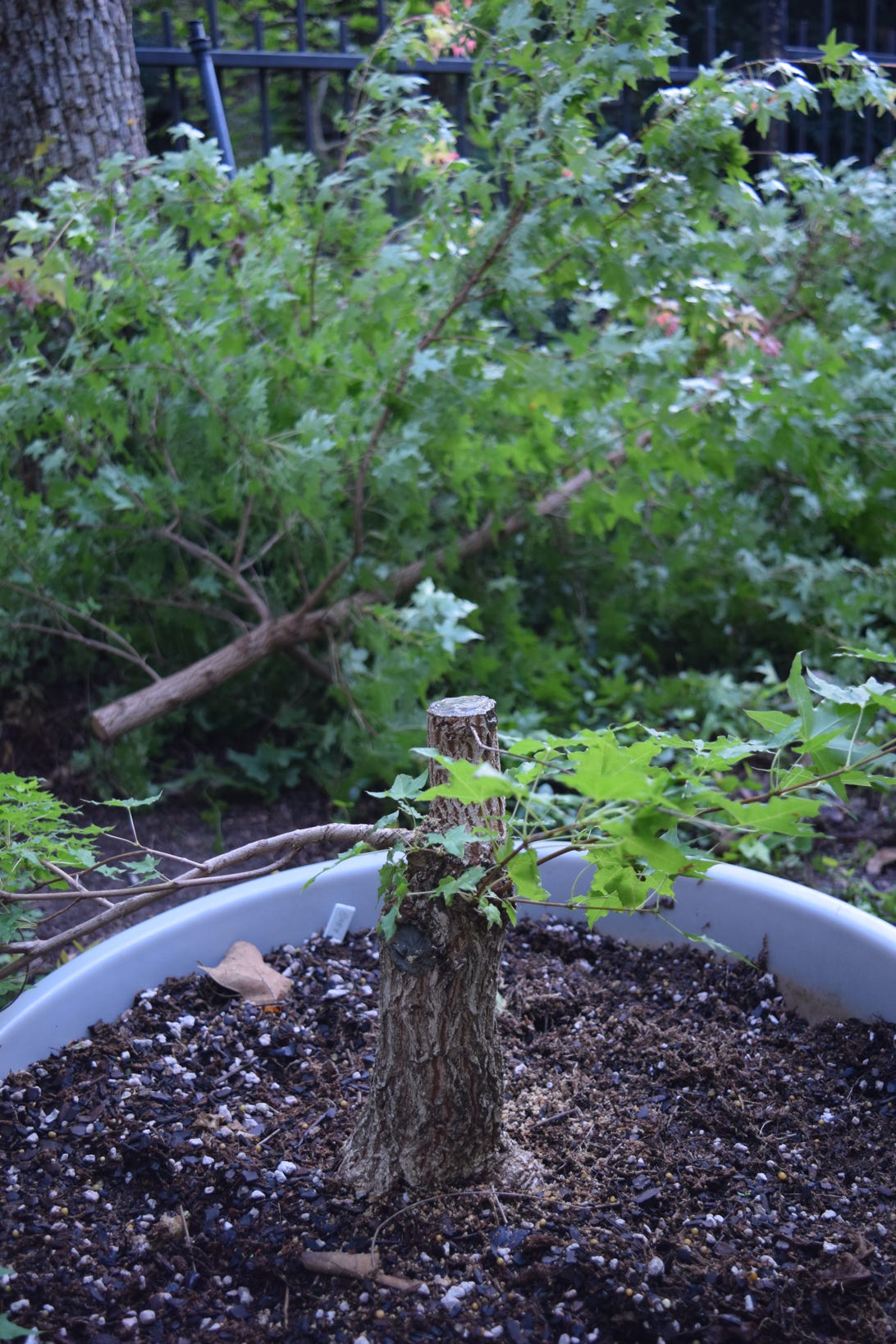 Acer truncatum dwarf Baby Dragon TM Shantung maple bonsai.