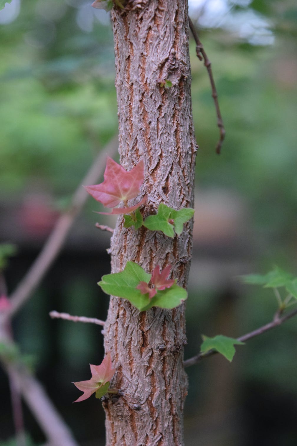 Acer truncatum dwarf Flower God Shantung or Shantung maple, bark detail, bonsai.