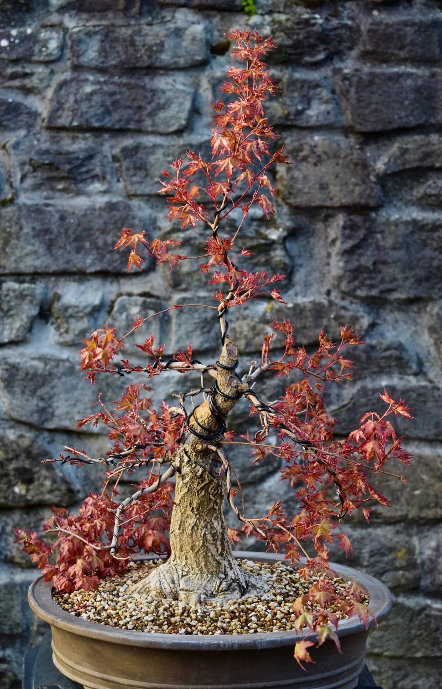 Baby Dragon bonsai, Shantung maple, acer truncatum, Metro Maples, dwarf maple