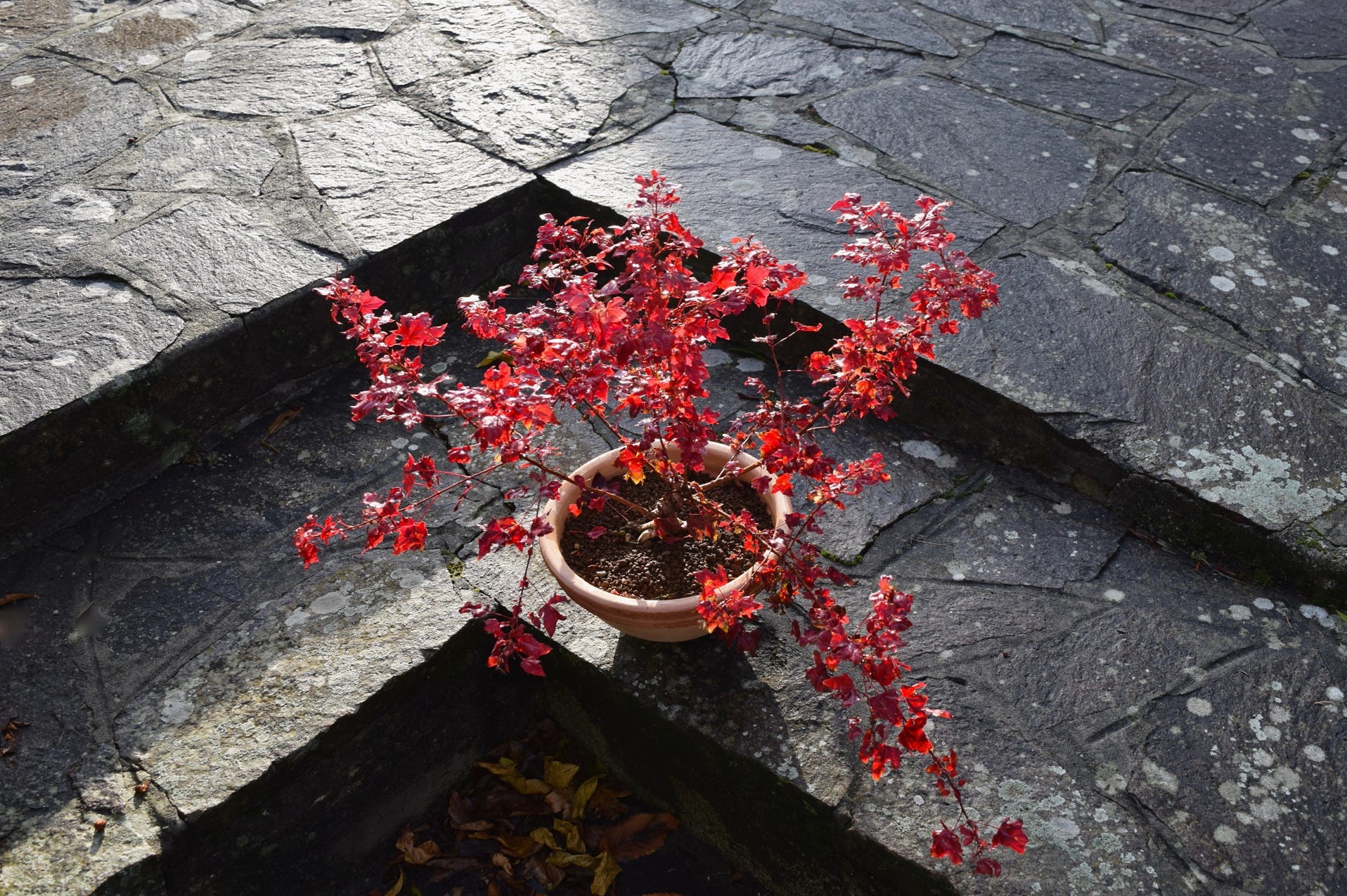 Acer truncatum Shantung maple Shandong maple dwarf bonsai red fall color tree texas superstar