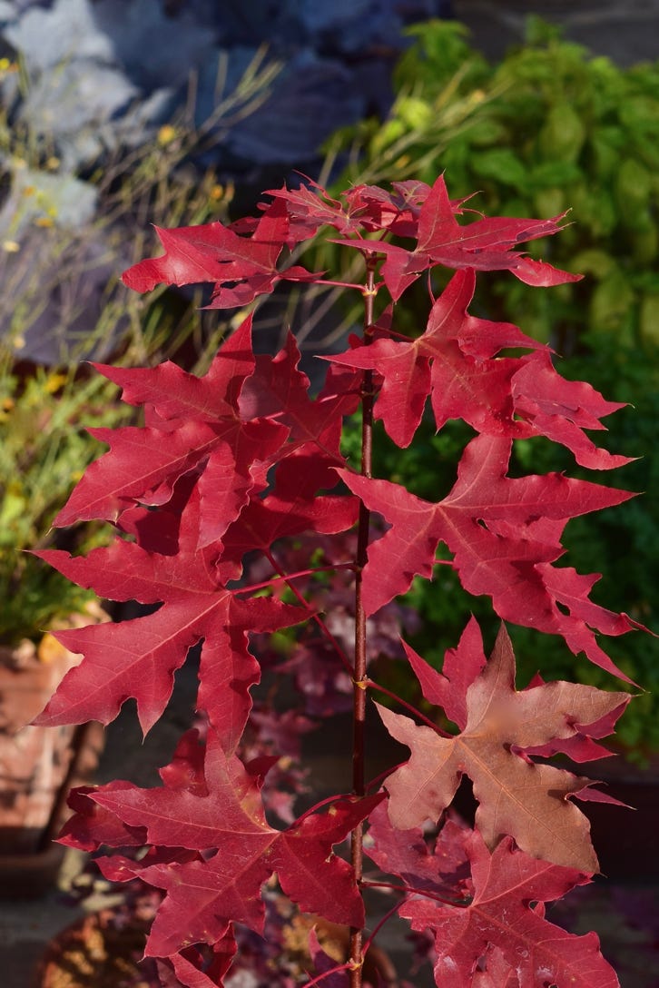 Acer truncatum dwarf red fall leaves color shantung shandong maple fire dragon seedling