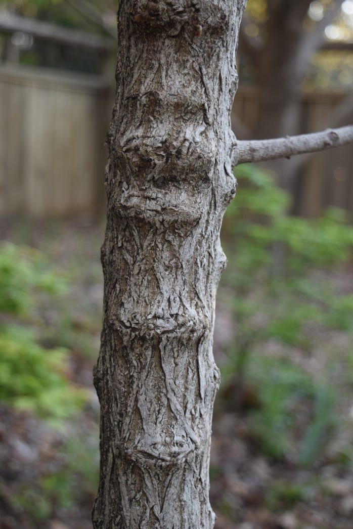 Lumpy Shantung maple bark after pruning not close enough to trunk.