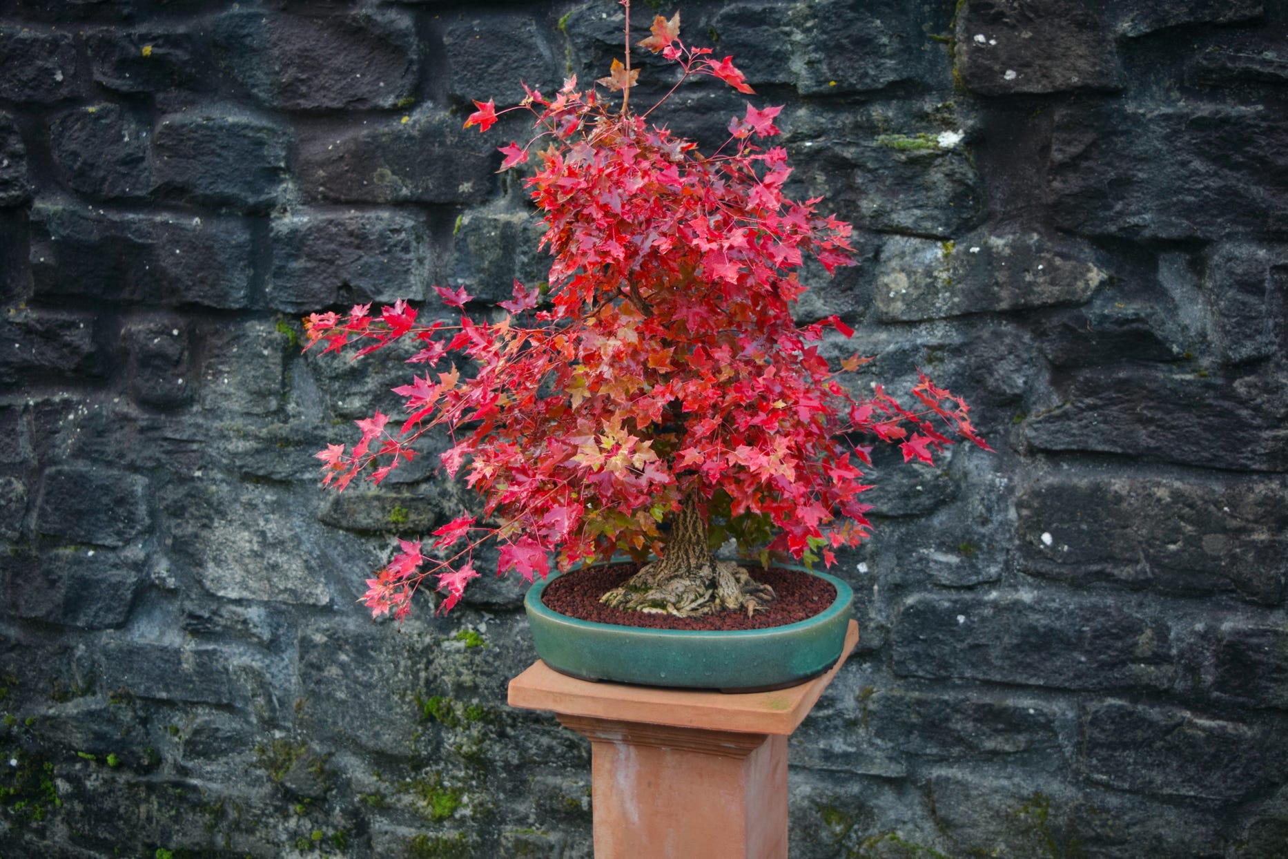 Acer truncatum Fire Dragon, Flower God bonsai maple, Shantung maple, maple bonsai