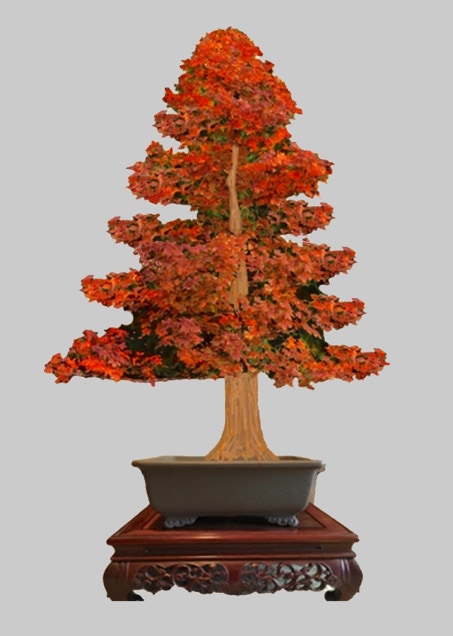 Acer truncatum Shantung maple Shandong maple tree, fall color, bonsai, metro maples, maple leeaves, information on maples