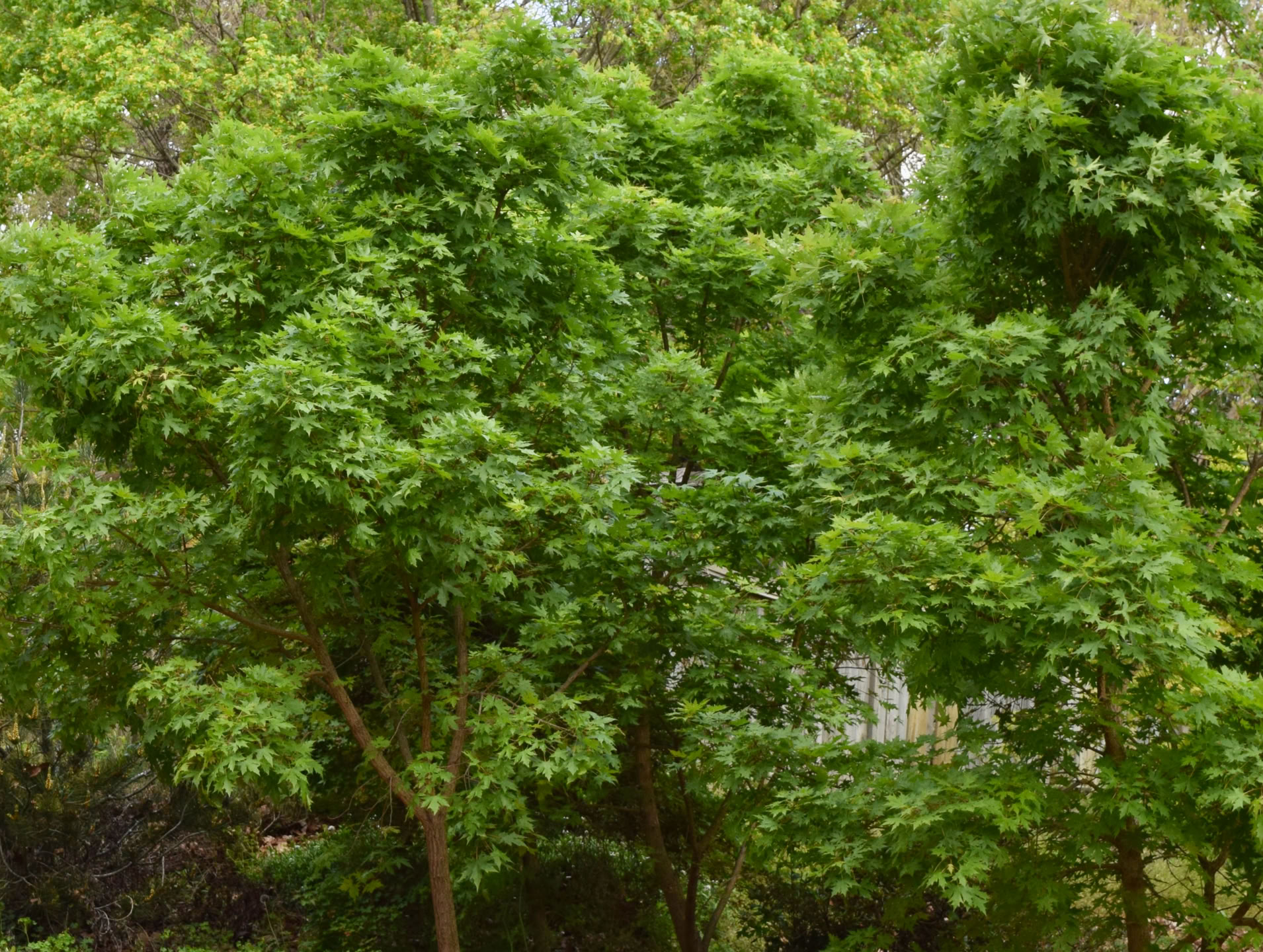 Acer truncatum Shantung maple Shandong maple tree, fall color, bonsai, metro maples, maple leeaves, information on maples. griffin dragon, fire dragon