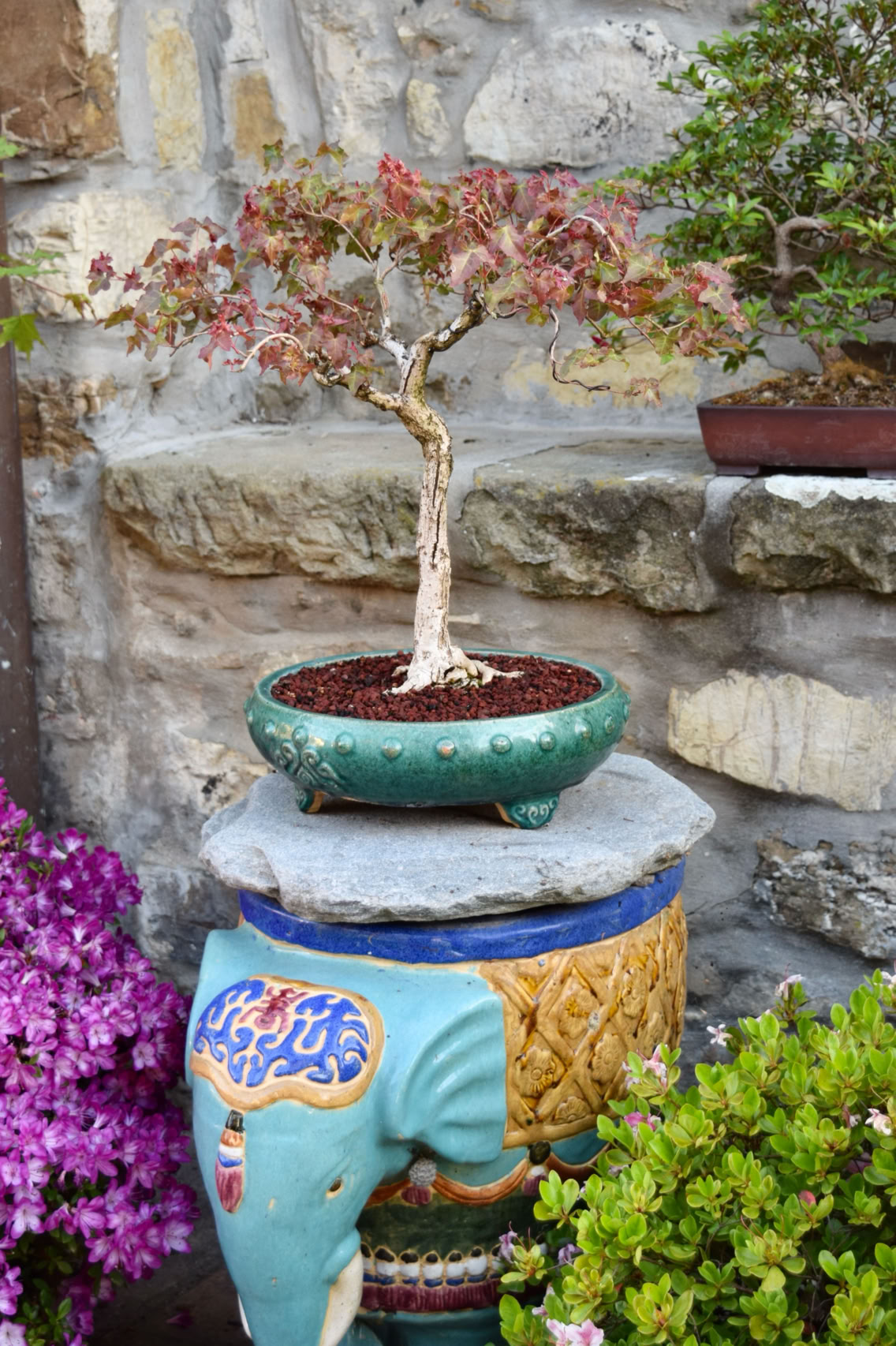 dwarfShantung maple, Shandong maple, bonsai, acer truncatum, Fire Dragon seedling