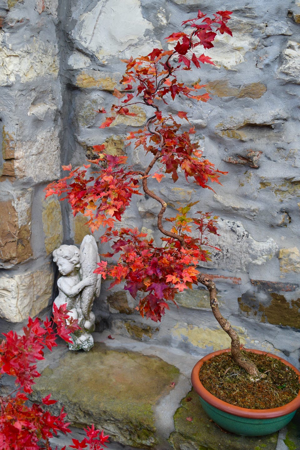 Fire Dragon, Flower God dwarf Shantung maple, Shandong maple, acer, bonsai, dwarf