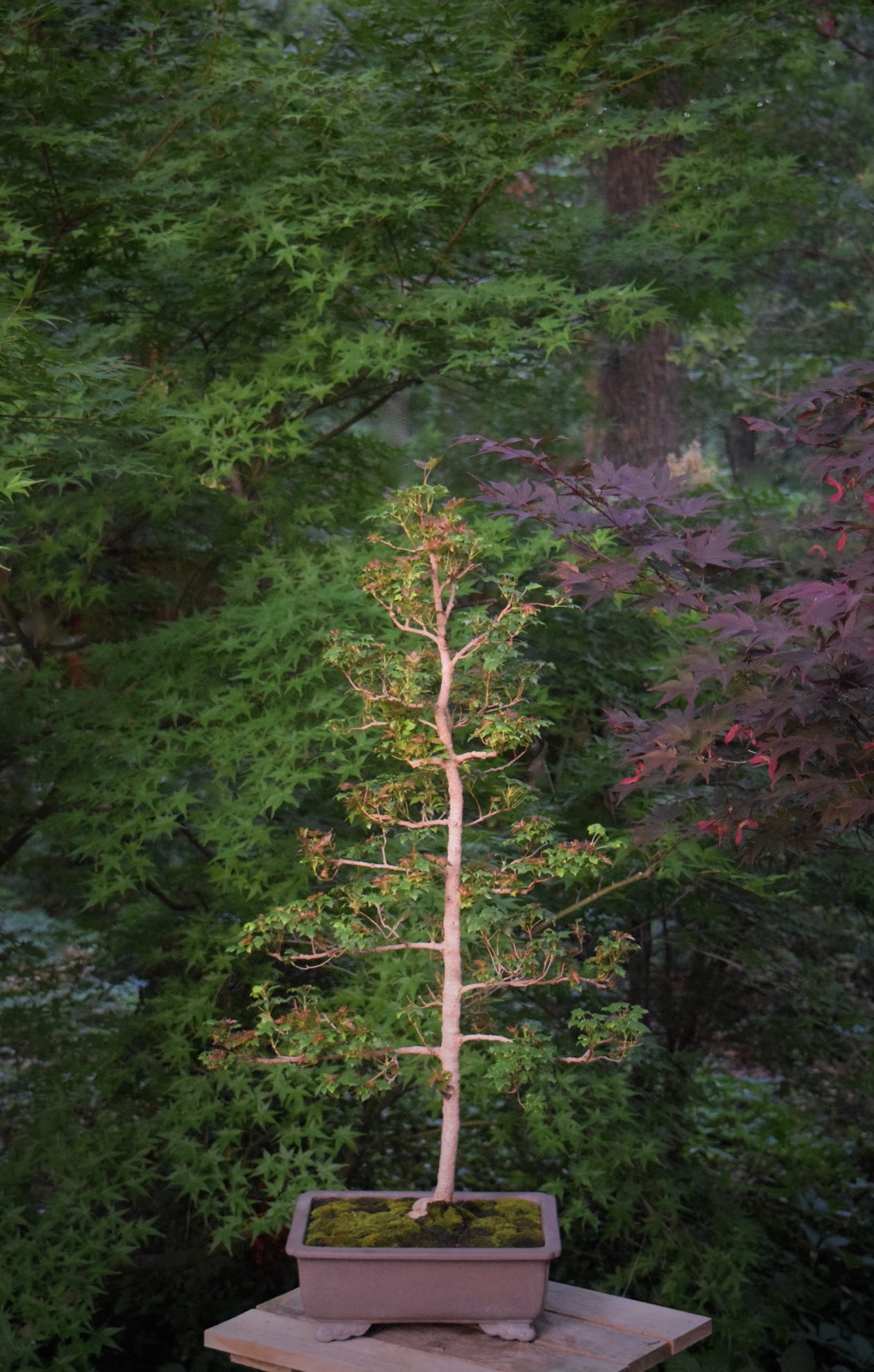 Acer trunctum Flower God dwarf Shantung or Shandong maple in bonsai training.  Age 7.