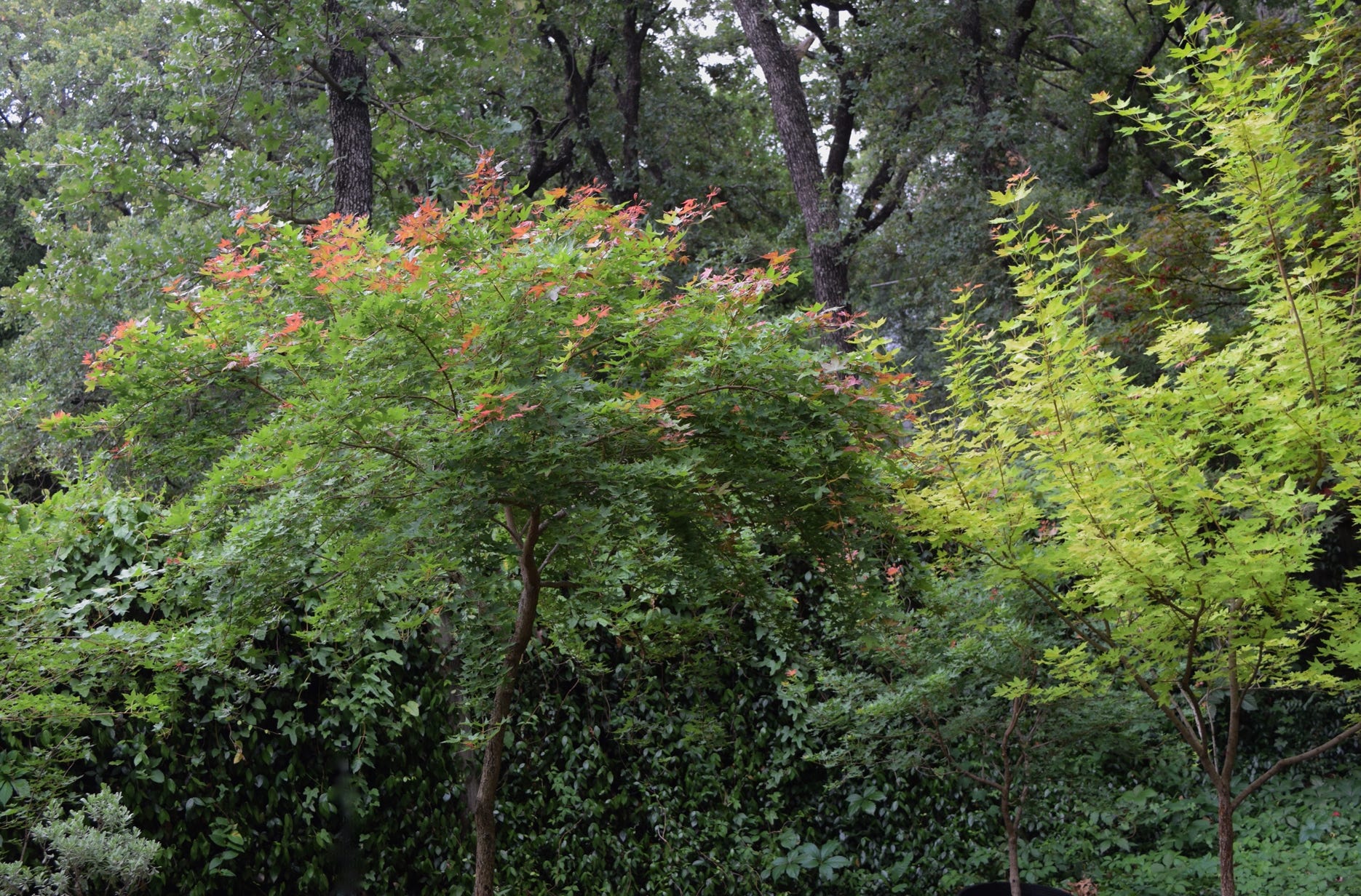 Acer truncatum Baby Dragon Shandong, or Shantung maple.  Patented maple good bonsai too.