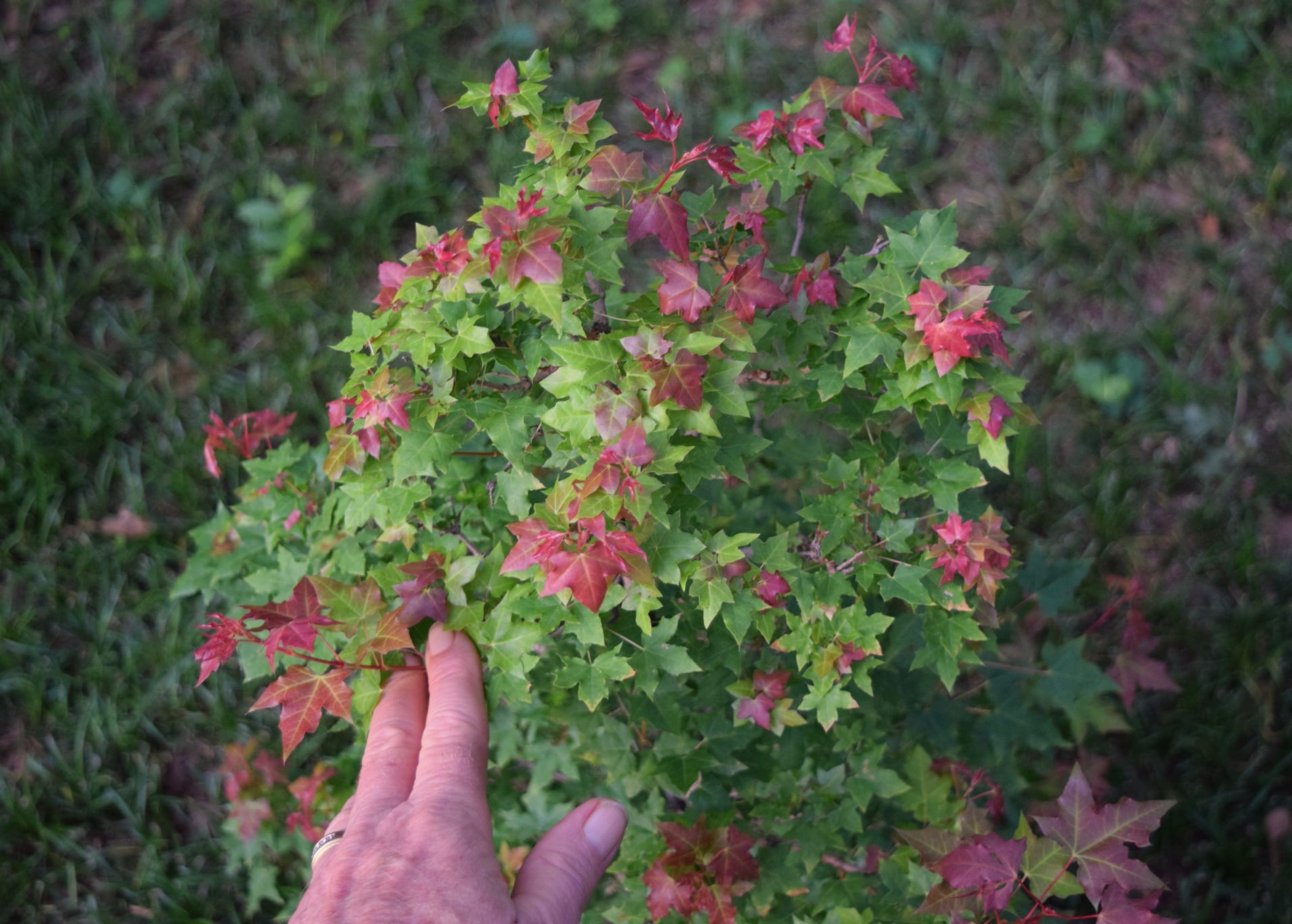 Acer truncatum Shantung maple Shandong maple tree, fall color, bonsai, metro maples, maple leeaves, information on maples