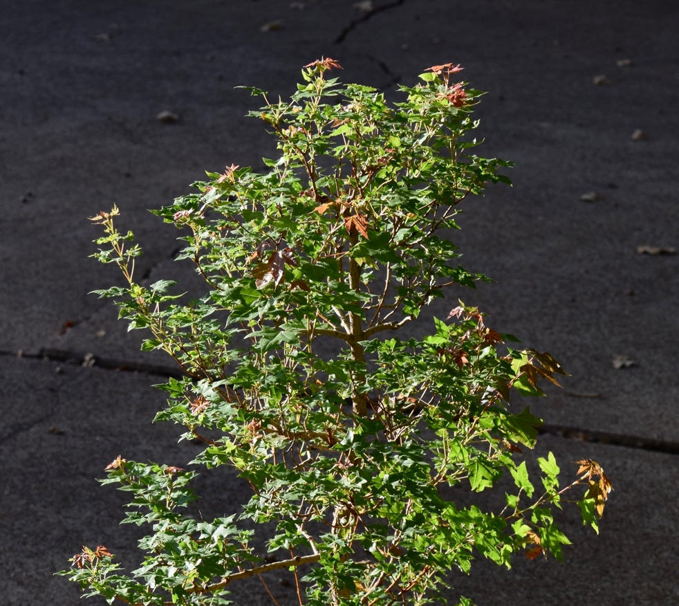 Acer truncatum dwarf Flower God Shantung maple or Shandong maple.