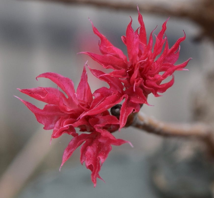 Acer truncatum Baby Dragon Shantung maple bonsai leaves dwarf