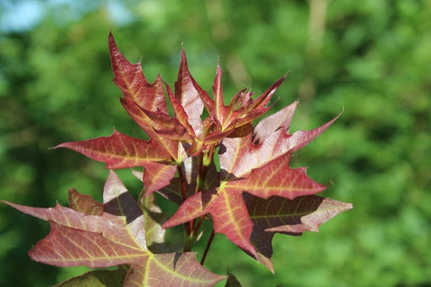 Acer truncatum 'Fire Dragon' Shandong or Shantung maple, plant patent #17367 at Metro Maples.
