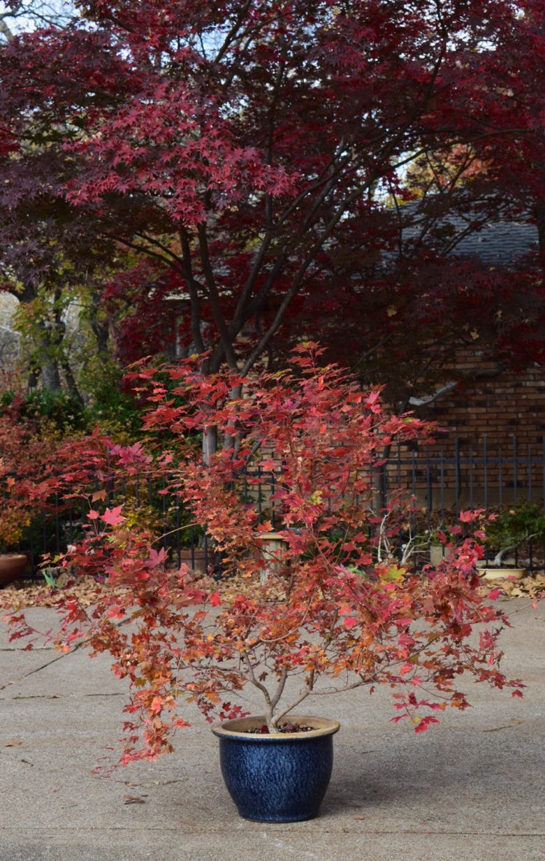 Acer truncatum Flower God.  Dwarf Shandong maple.  A good Shantung for garden, patio, or bonsai.