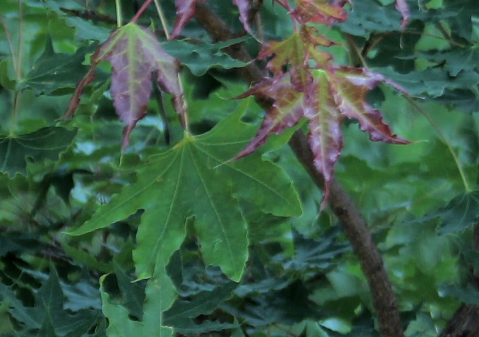 Acer truncatum, common name Shandong or Shantung maple.