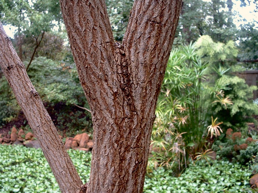 Acer truncatum, common name Shandong or Shantung maple.
