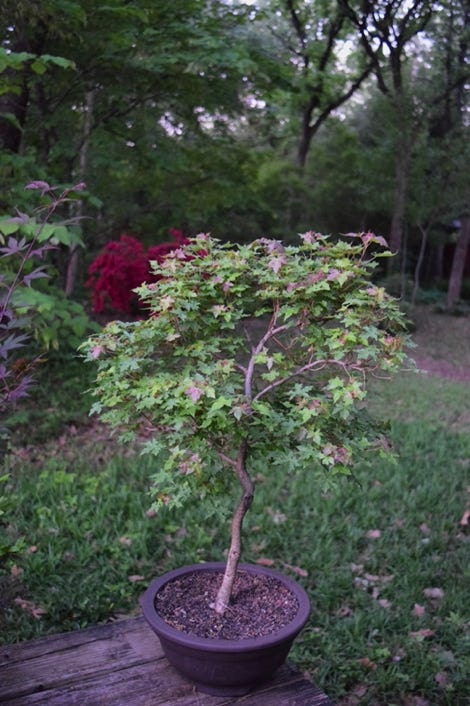 Acer truncatum, Shandong or Shantung in bonsai training.  A dwarf, 7 years old.