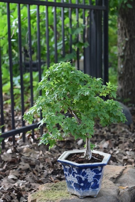 Acer truncatum, Shandong or Shantung in bonsai training.  A miniature, smaller than dwarf, 7 years old.