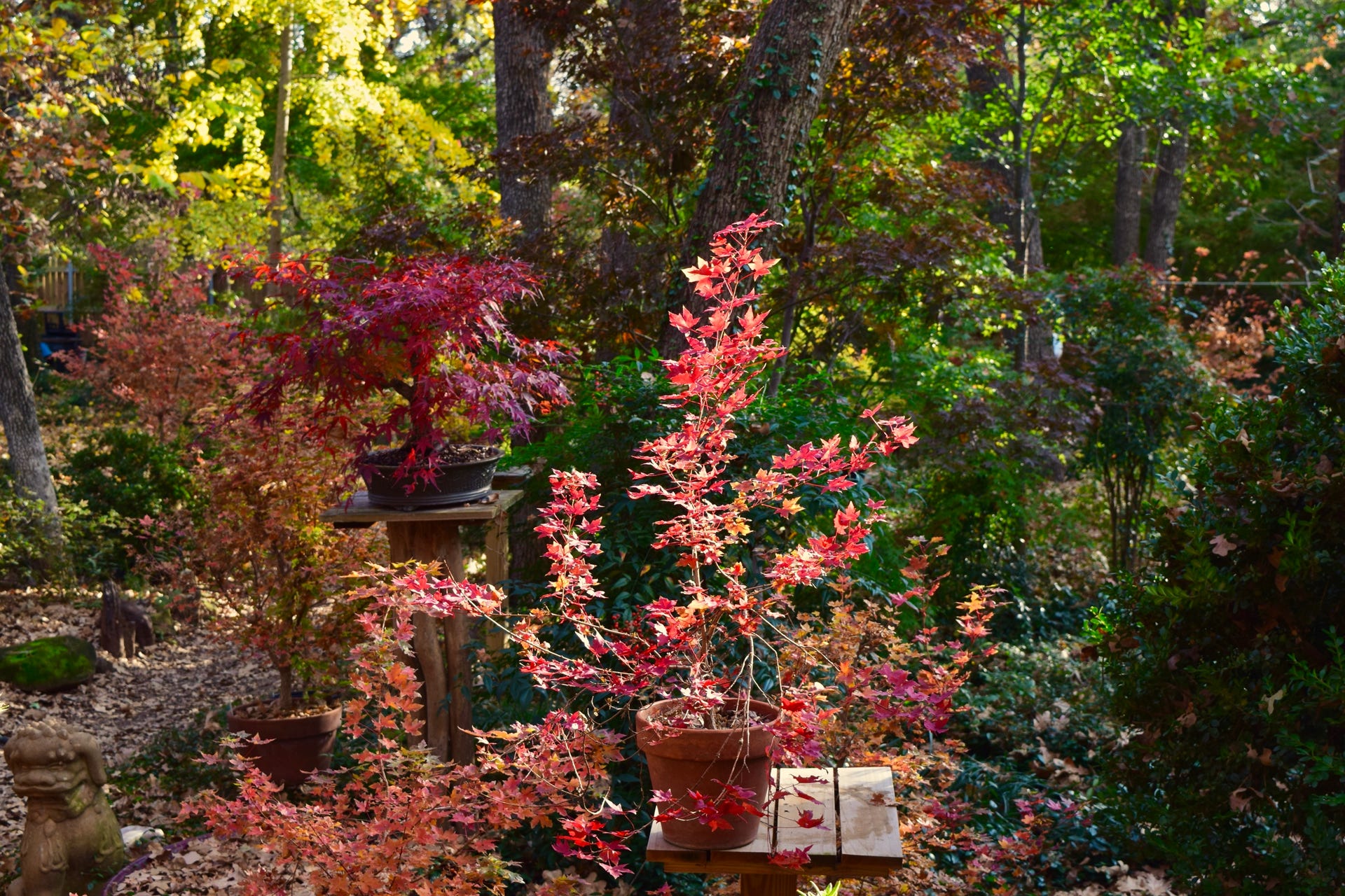 Happy Dragon Shantung maple, dwarf, suited for bonsai.  Excellent Shandong maple.  A. truncatum.