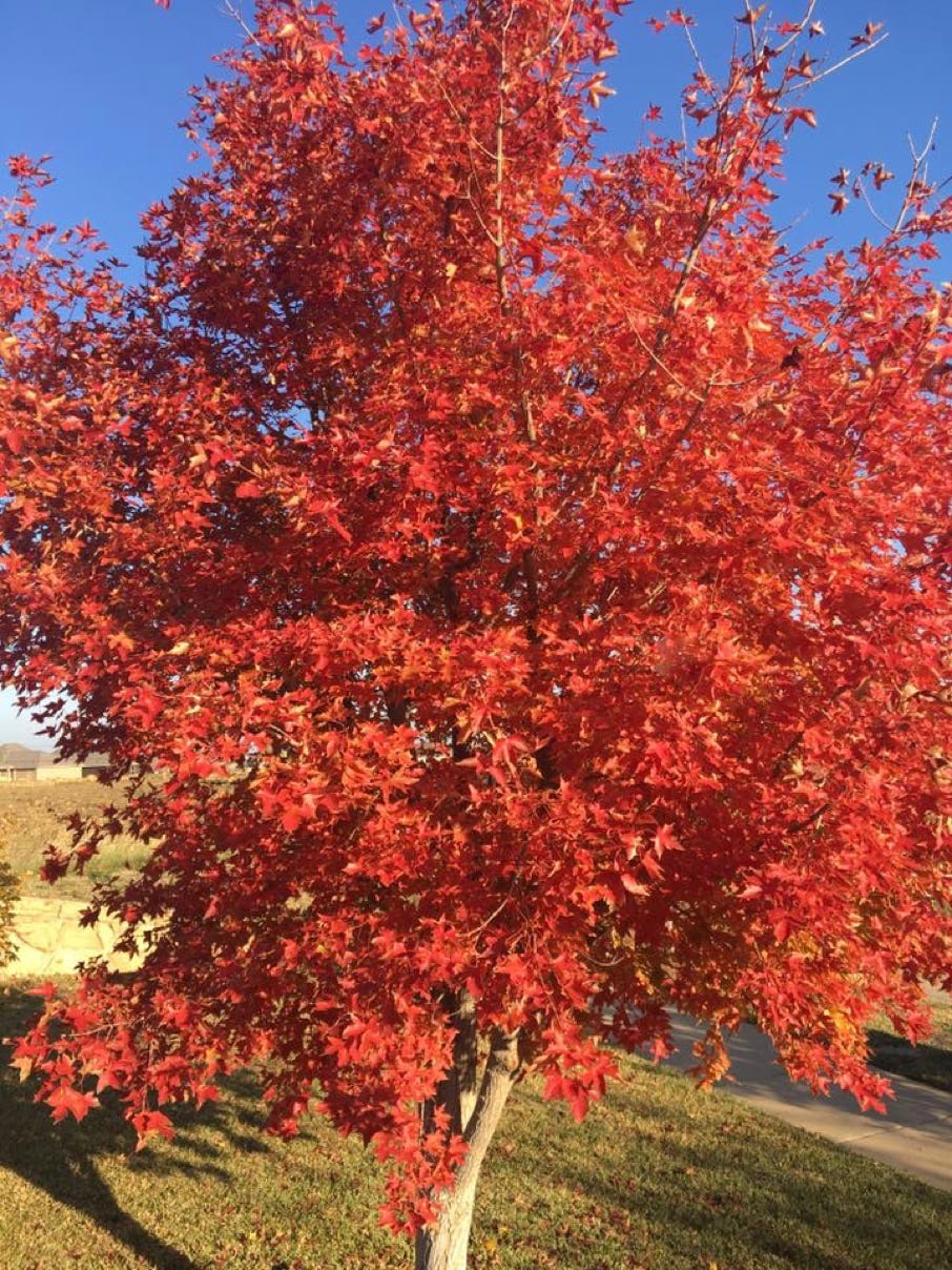 Acer truncatum Fire Dragon in Mansfield, Texas.  This patented Shantung maple photo from 2016.