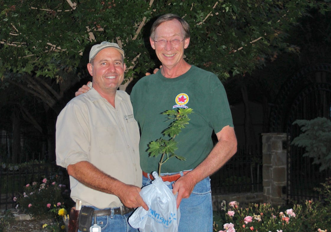Robert Hafeskebring and Keith Johansson with Shantung maple.