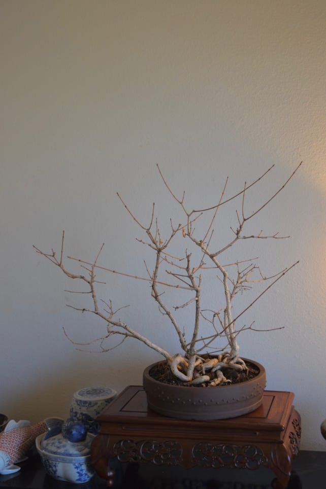 Acer truncatum, Shantung maple forest bonsai.  Shandong maples.