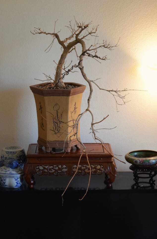 Acer truncatum Baby Dragon Shantung maple cascade bonsai