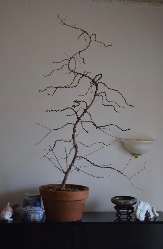 Acer truncatum Flower God dwarf Shantung.  Penjing/bonsai garden size.