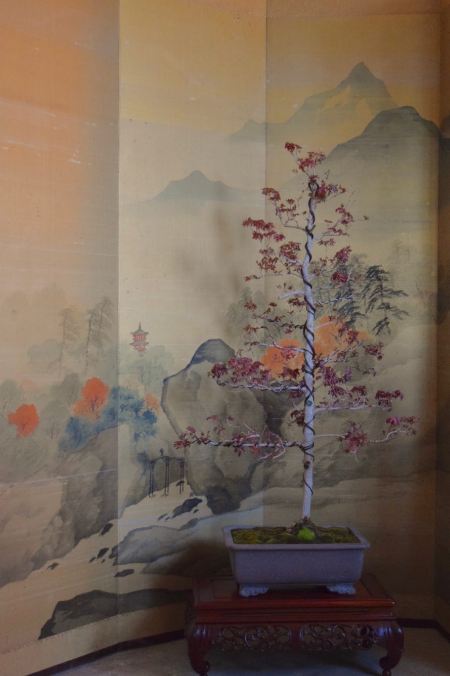Acer truncatum Flower God dwarf Shantung maple.  Shandong maple bonsai.