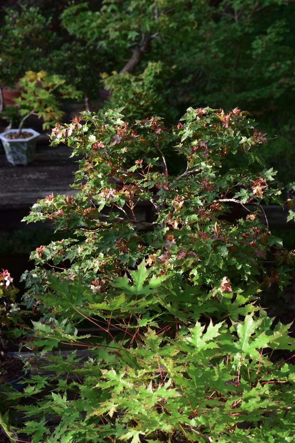 Dwarf Acer truncatum Shantung maple for bonsai. Metro Maples discovery.