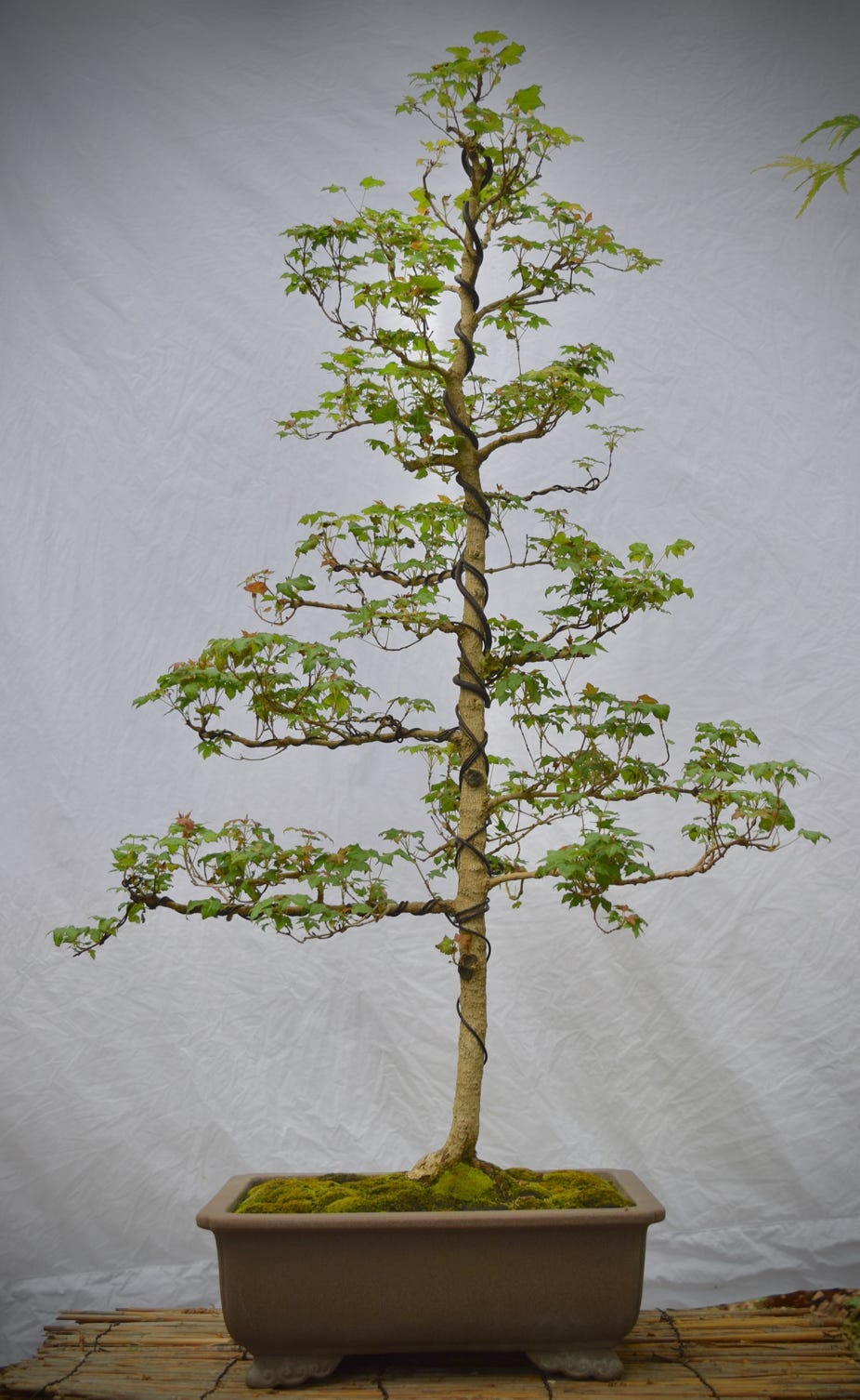 Acer truncatum Flower God dwarf Shandong or Shantung maple bonsai.