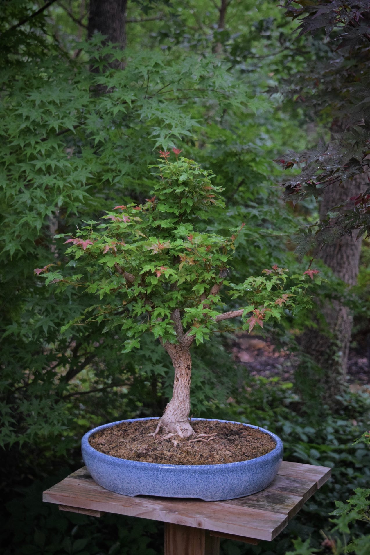 Acer truncatum dwarf Shantung or Shandong maple bonsai Pure Fun.