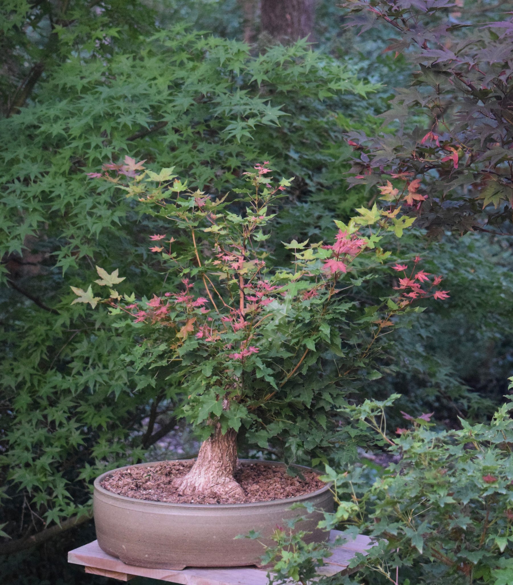 Acer truncatum Baby Dragon dwarf Shantung maple in bonsai training.