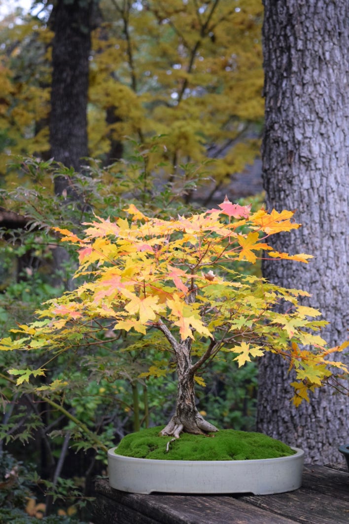 Acer truncatum TARP Dragon Shantung, or Shandong maple bonsai.
