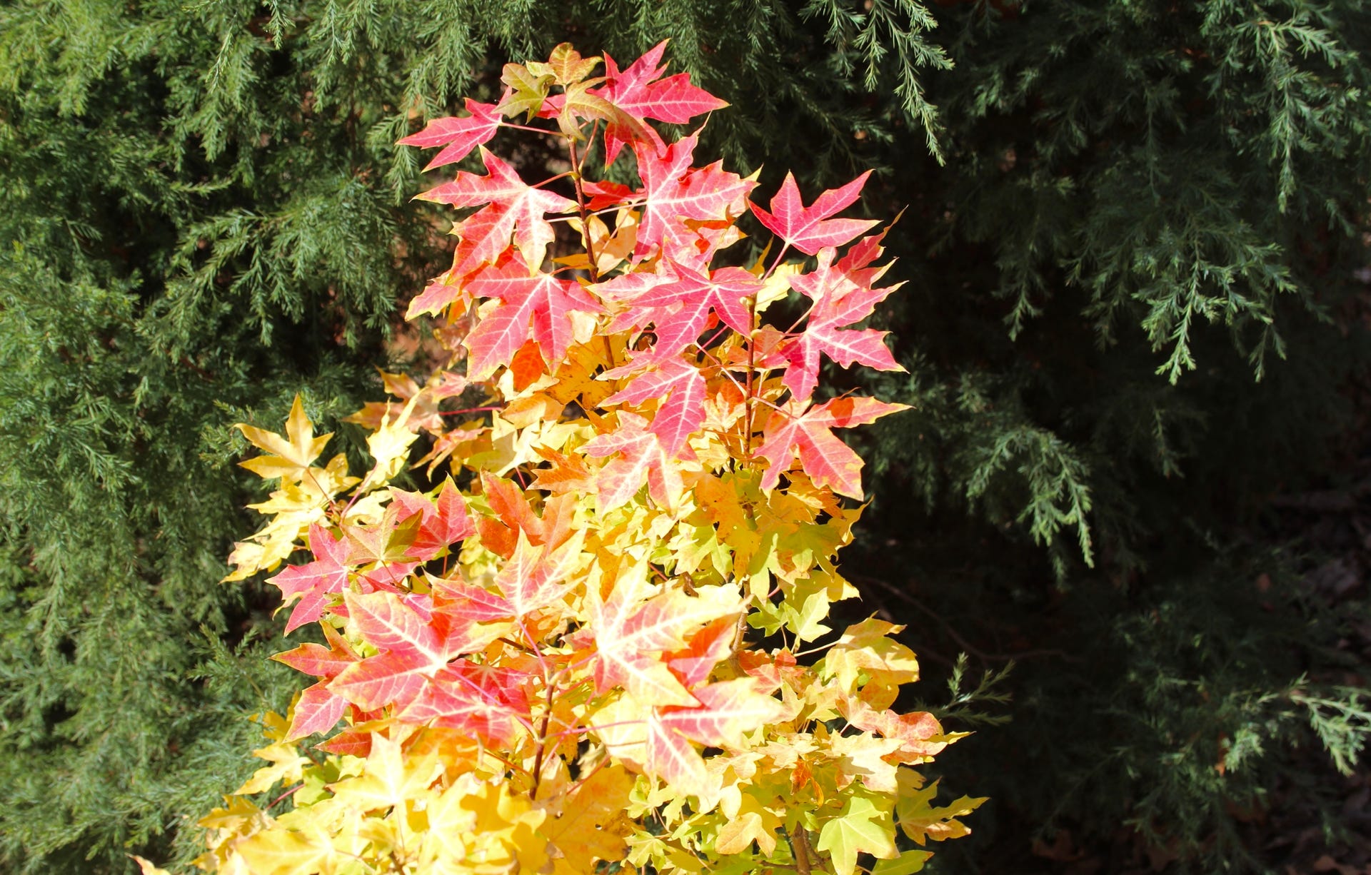 Acer truncatum Shantung maple Shandong maple tree, fall color, bonsai, metro maples, maple leeaves, information on maples