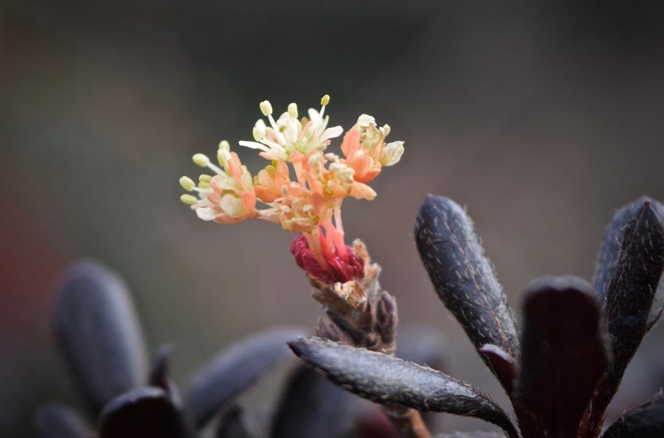 Acer truncatum dwarf Shantung maple 'Flower God' Shandong maple flowers for bonsai