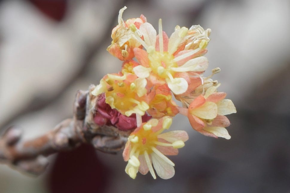 Acer truncatum dwarf Shantung maple 'Flower God' Shandong maple flowers for bonsai