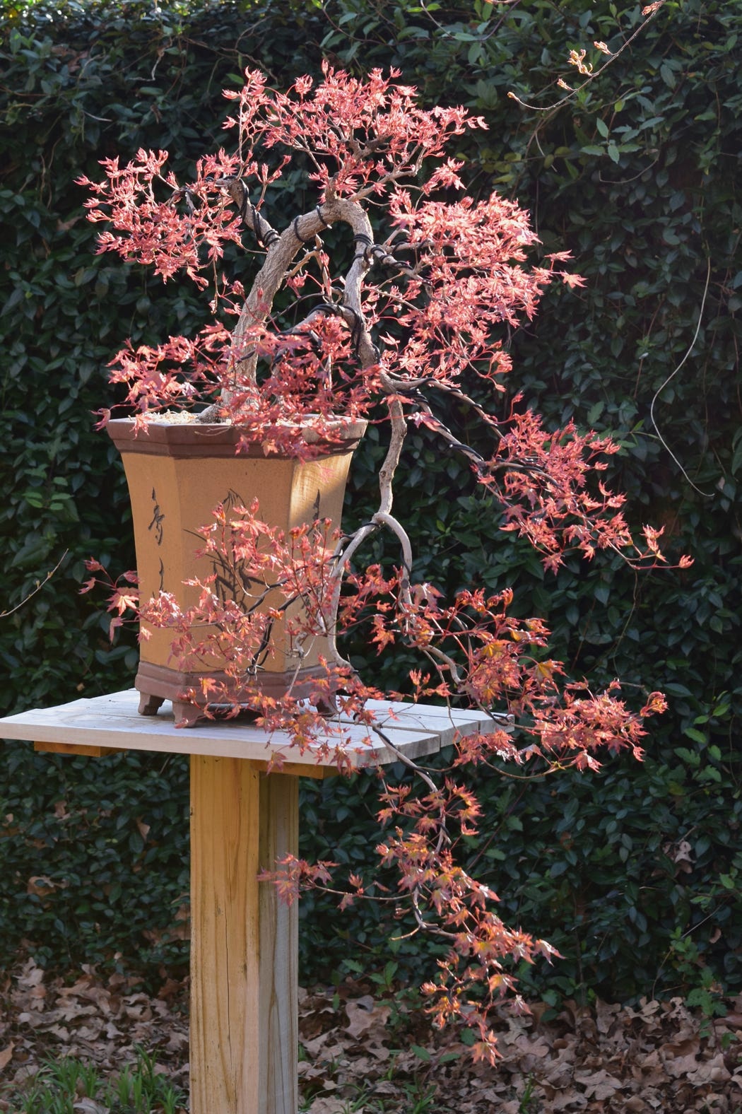 Truncatum Baby Dragon TM cascade bonsai, Shandong or Shantung maple.