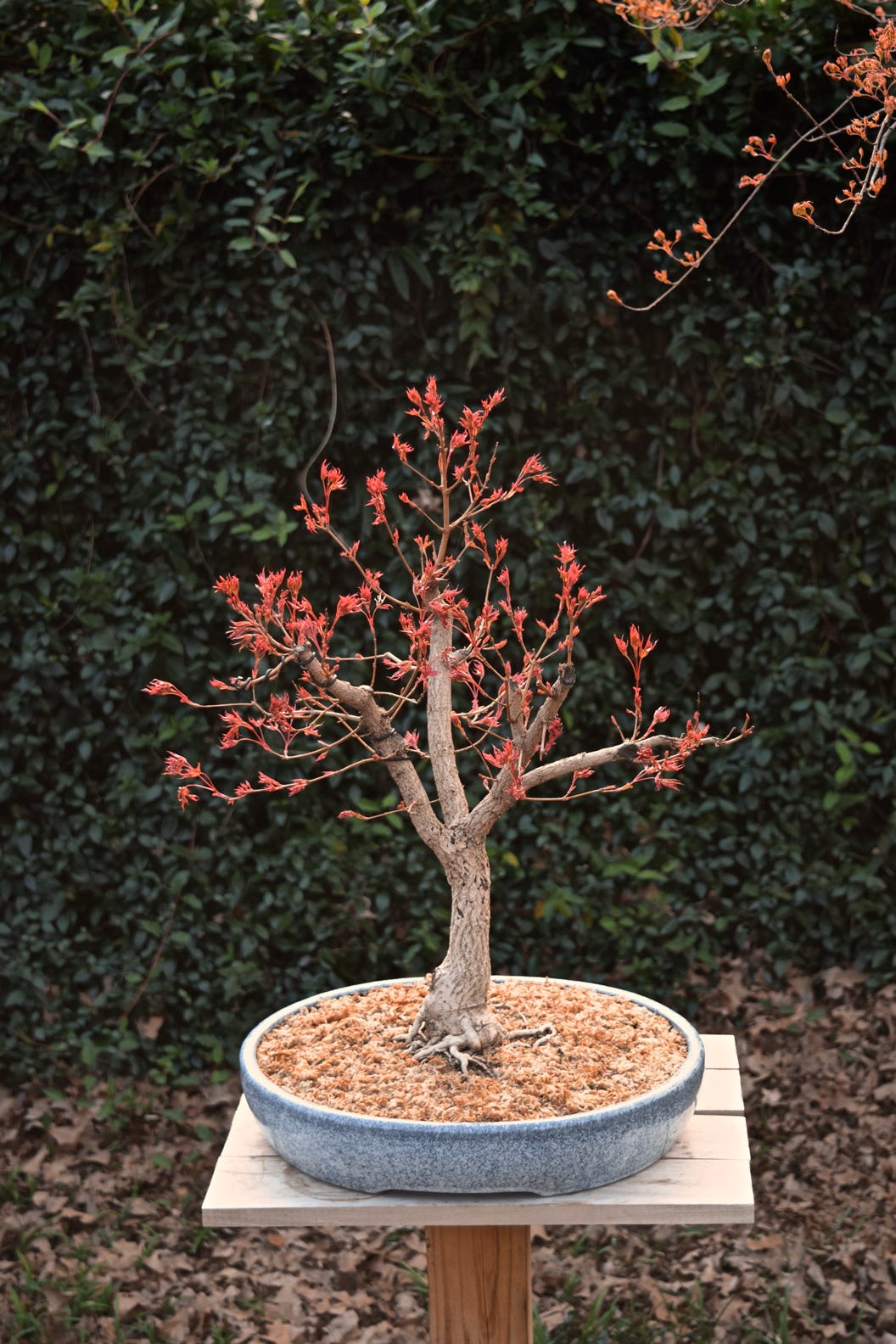 Shantung bonsai Acer truncatum 'Pure Fun' bonsai Texas