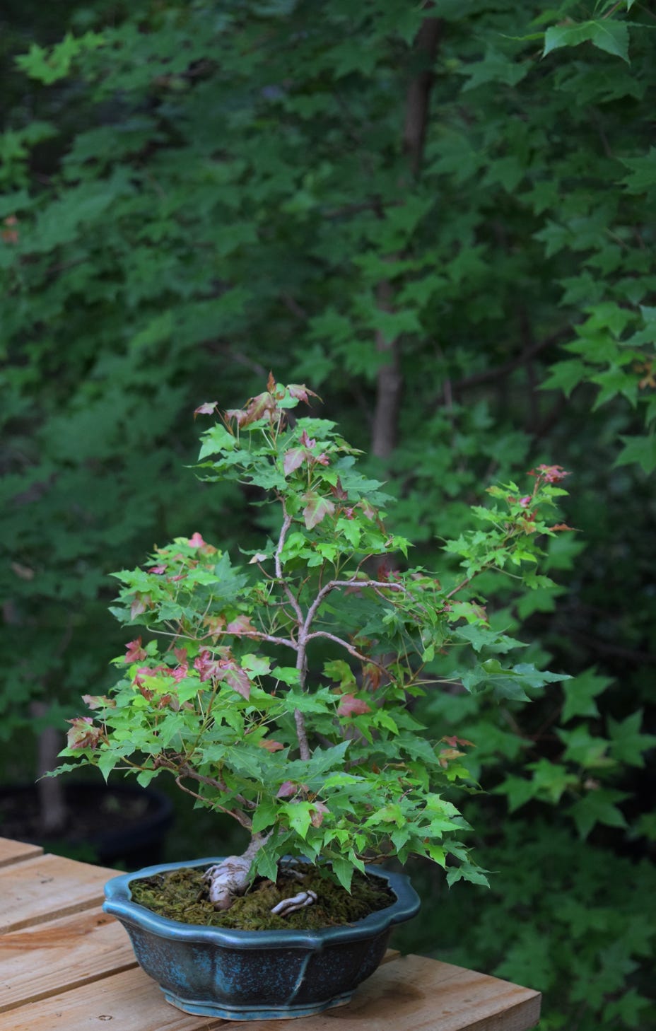Acer truncatum Shantung maple Shandong maple bonsai dwarf.