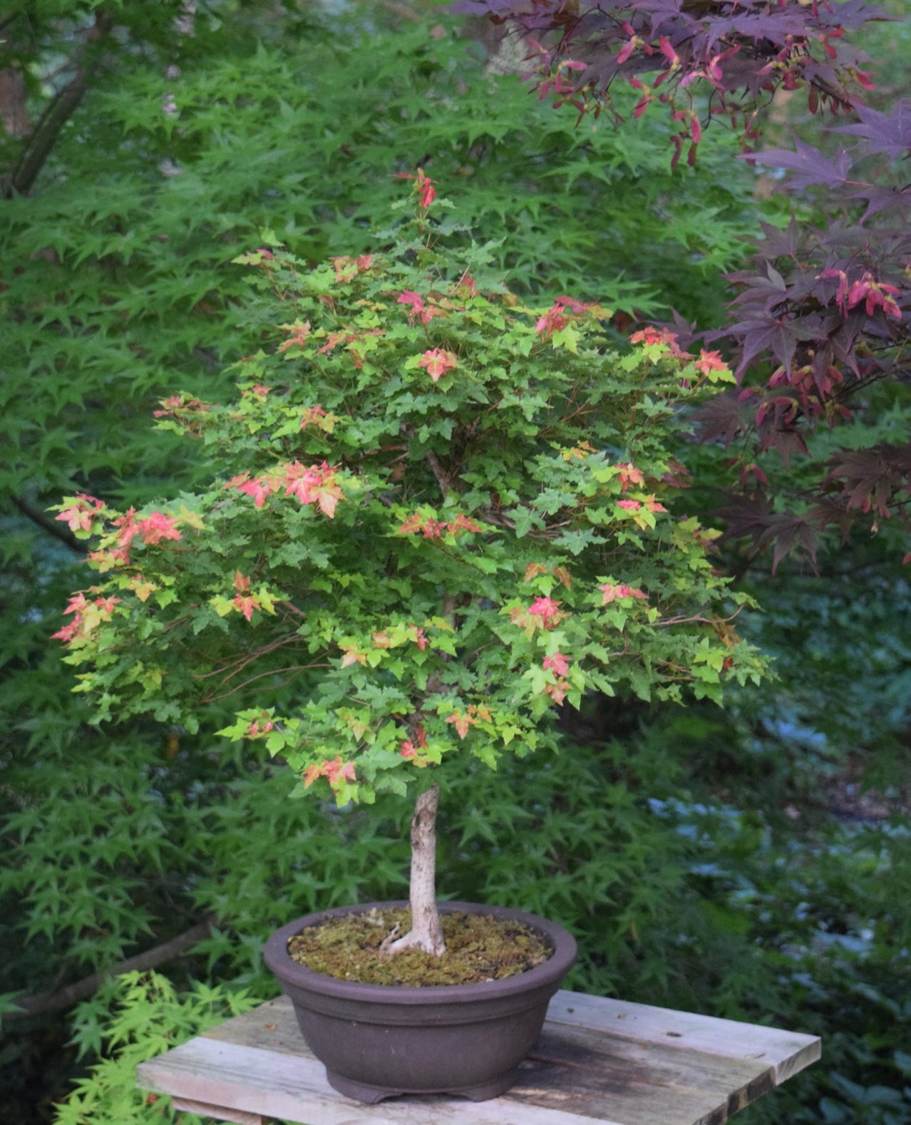 Acer truncatum Shandong or Shantung maple dwarf bonsai 9 years old.  Small maple leaves.
