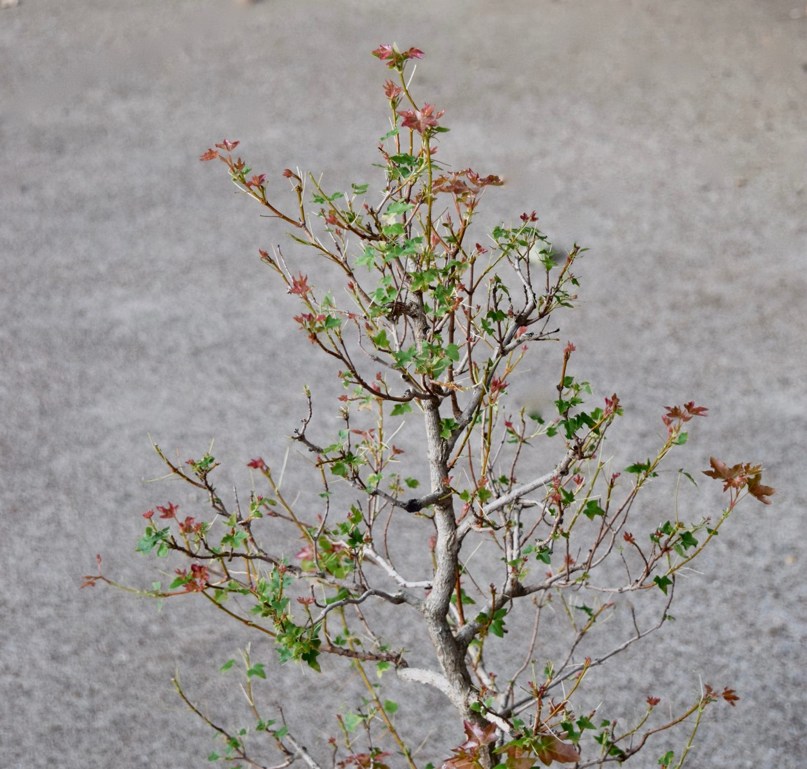 Flower God dwarf acer truncatum, bonsai Shantung Shandong maple