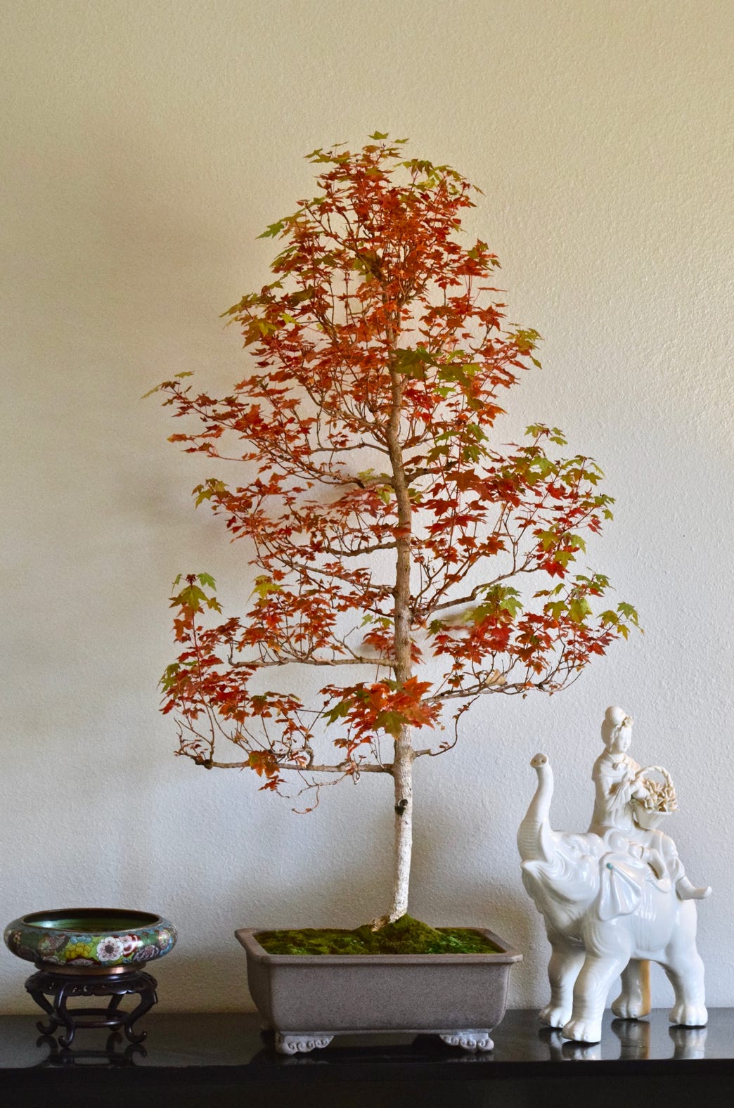 Acer truncatum 'Flower God', Shantung maple, Shandong maple, dwarf bonsai maple