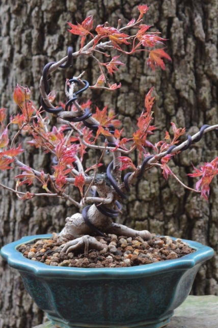 Acer truncatum Deplorable  Dragon Shantung maple bonsai leaves dwarf Hideaki pot 