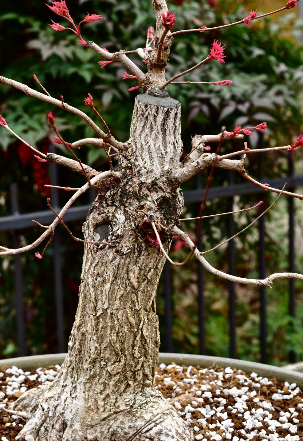 Acer truncatum Baby Dragon Shantung maple bonsai leaves dwarf