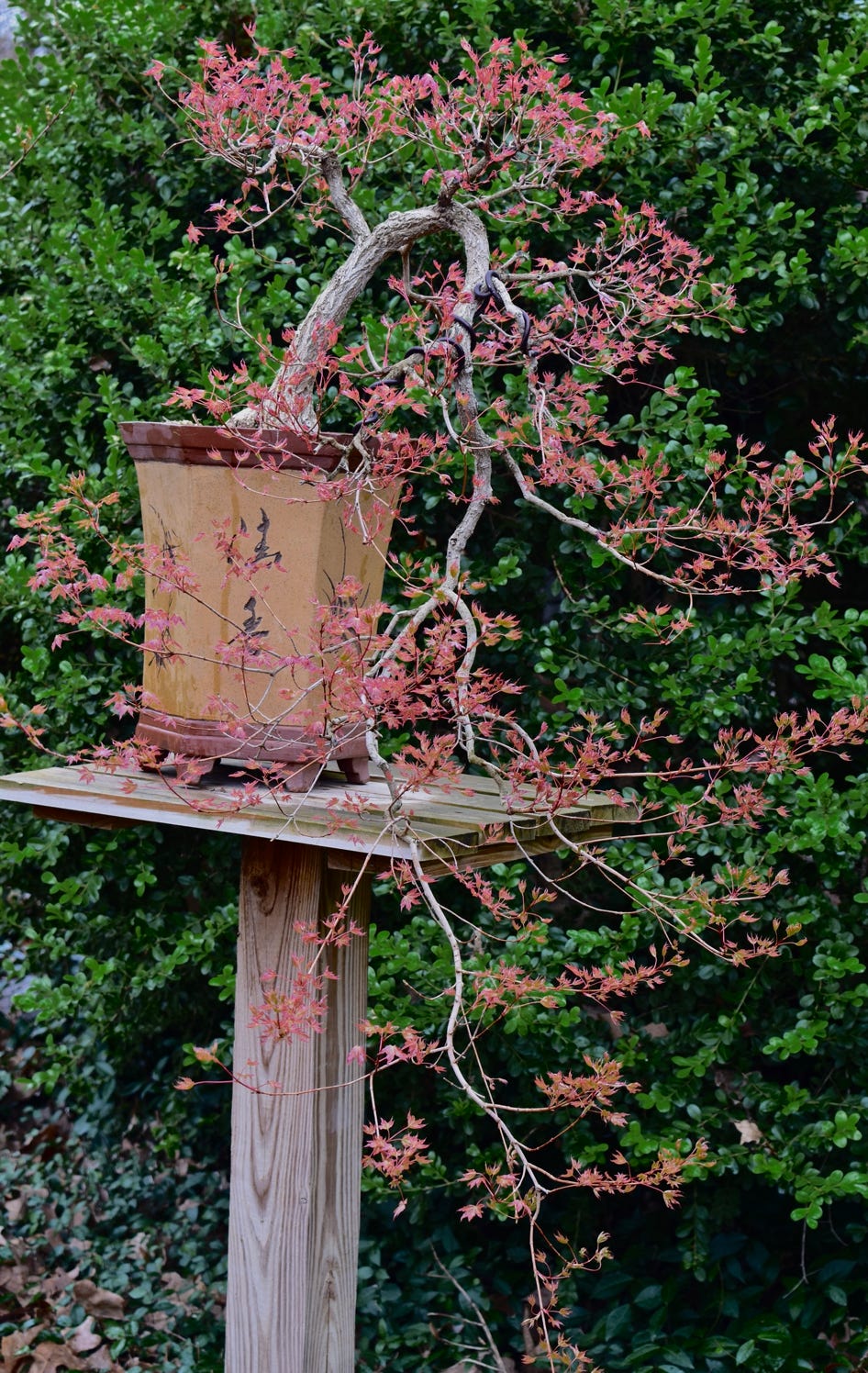 Acer trunctum Baby Dragon Shantung Shandong maple bonsai leaves spring color cascade bonsai