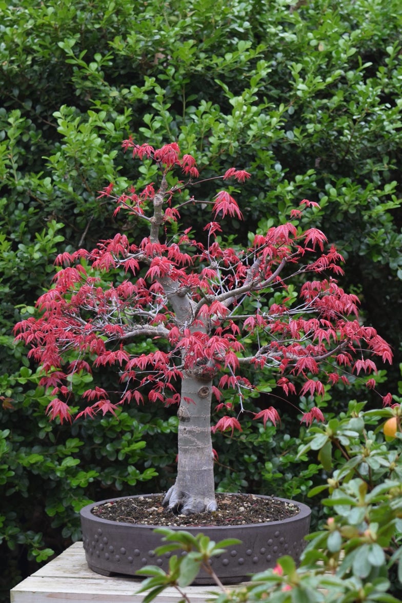 Acer palmatum Deshojo bonsai